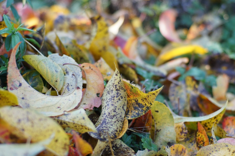 Name:  oly55-1.2-Nex3.JPG
Hits: 1029
Gre:  208,6 KB