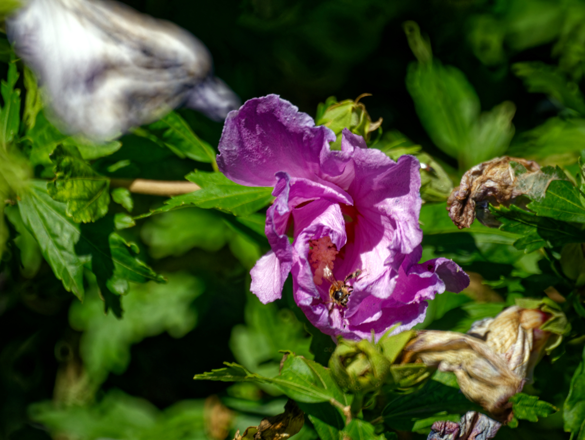 Name:  DSC08777_DxO.jpg
Hits: 136
Gre:  1,01 MB