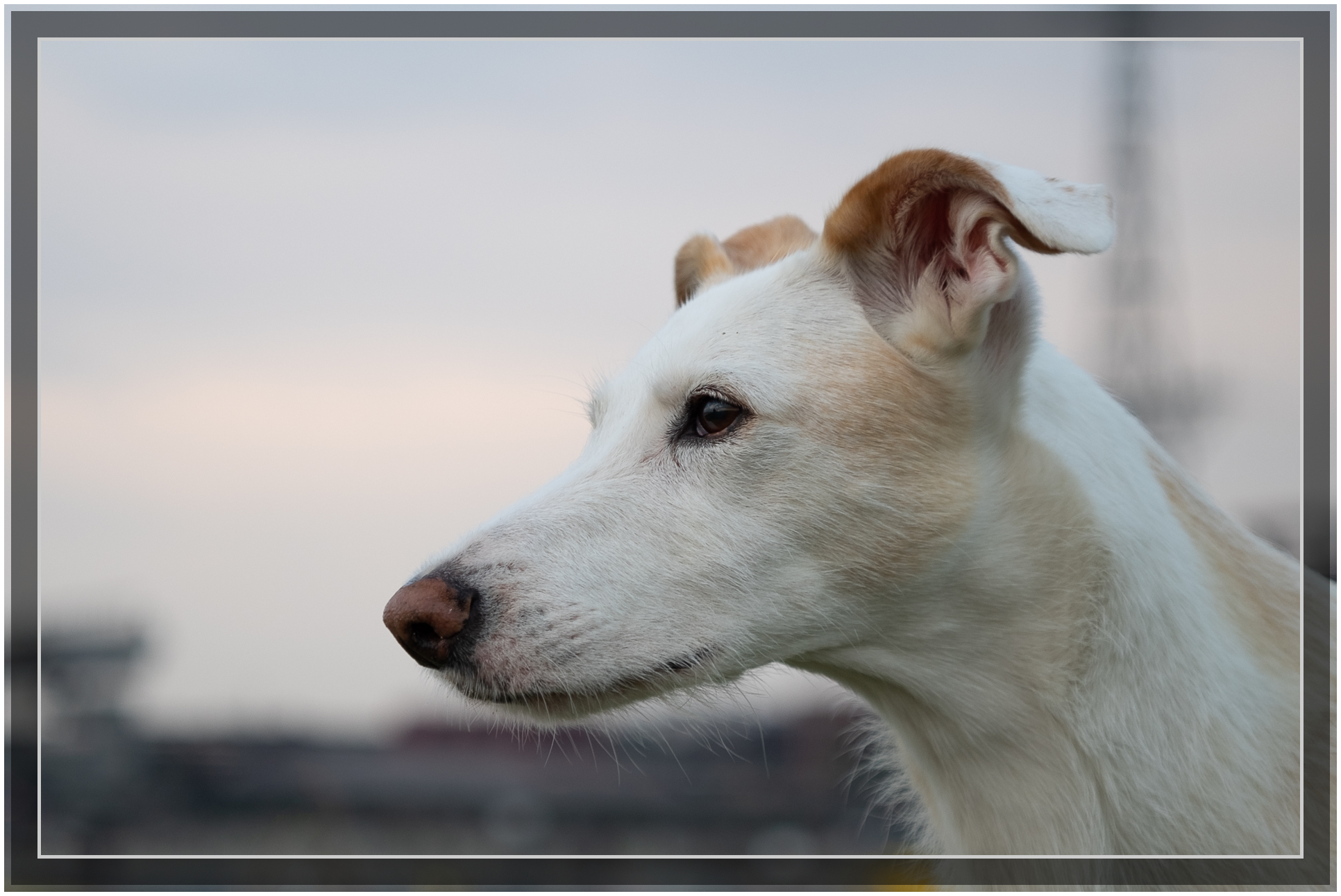 Name:  DSCF9623-2018.jpg
Hits: 170
Gre:  1,31 MB