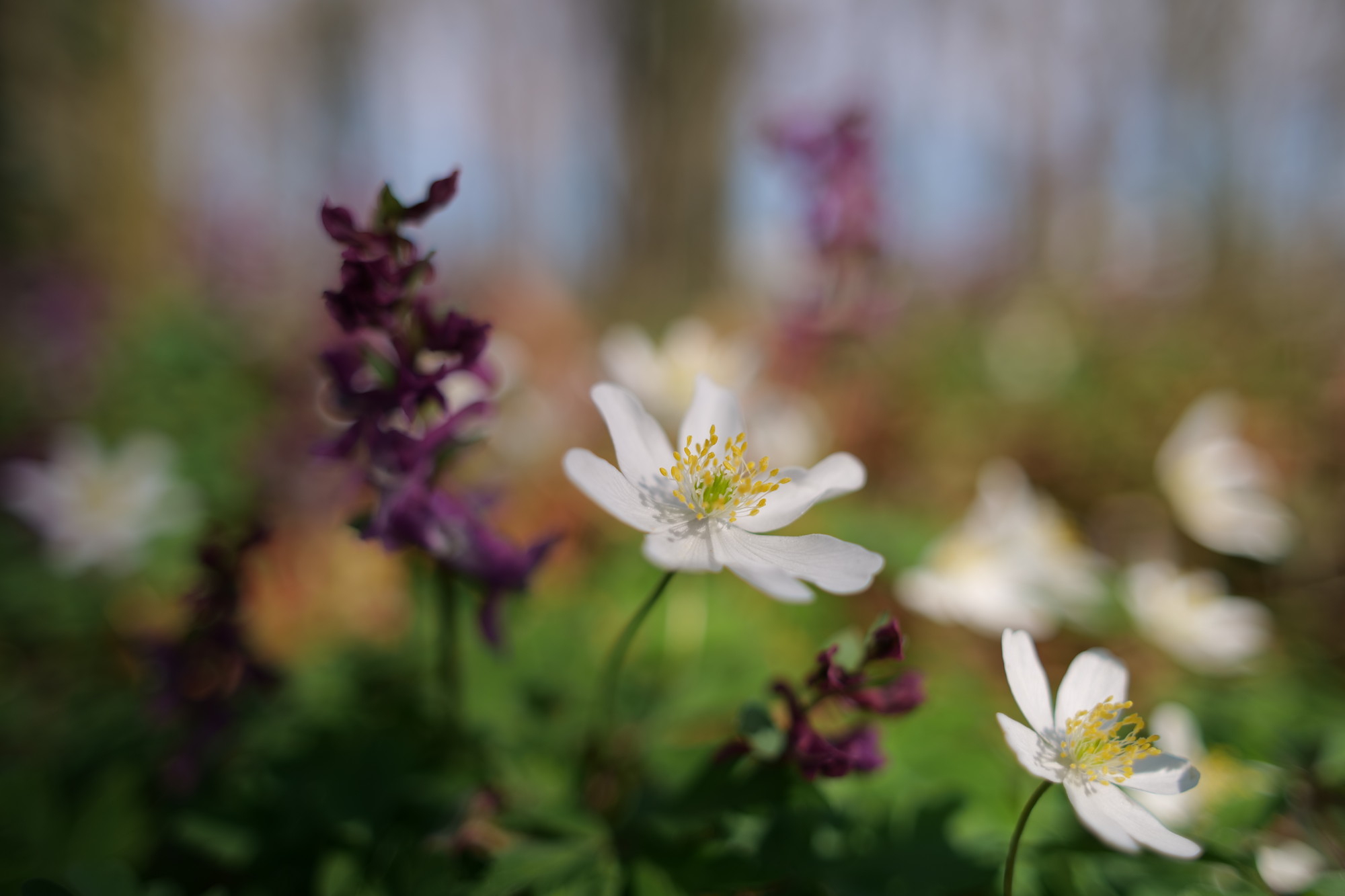 Name:  Wildblumen.JPG
Hits: 66
Gre:  776,6 KB