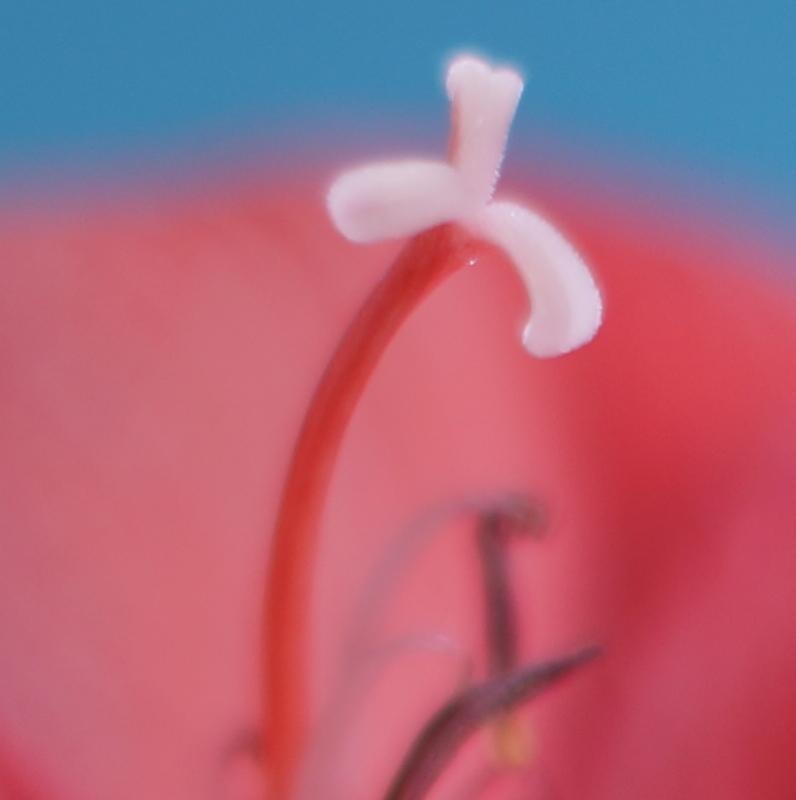Name:  Nikon3.jpg
Hits: 1044
Gre:  22,3 KB