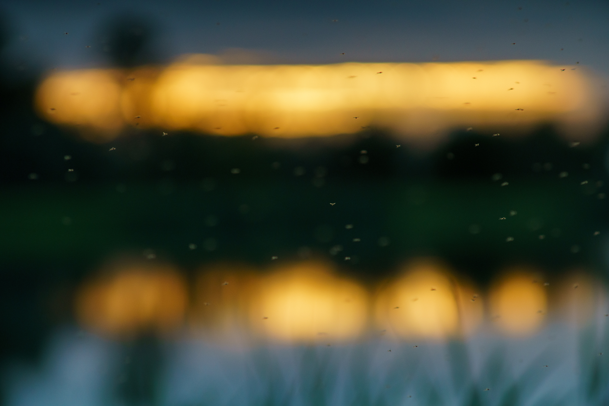 Name:  Angenieux200-2000px-27.jpg
Hits: 99
Gre:  1,14 MB