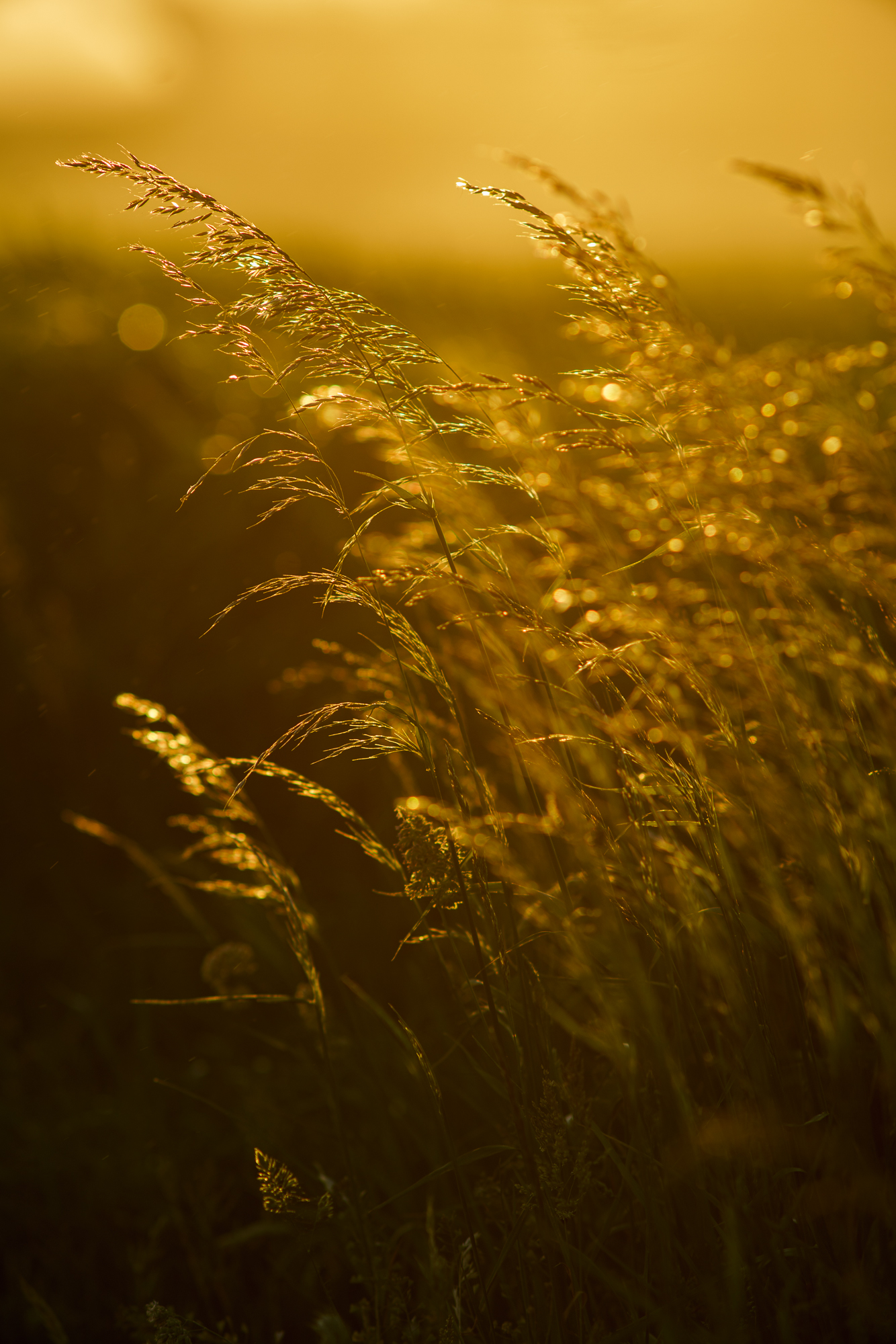 Name:  Angenieux200-2000px-8.jpg
Hits: 97
Gre:  1,31 MB