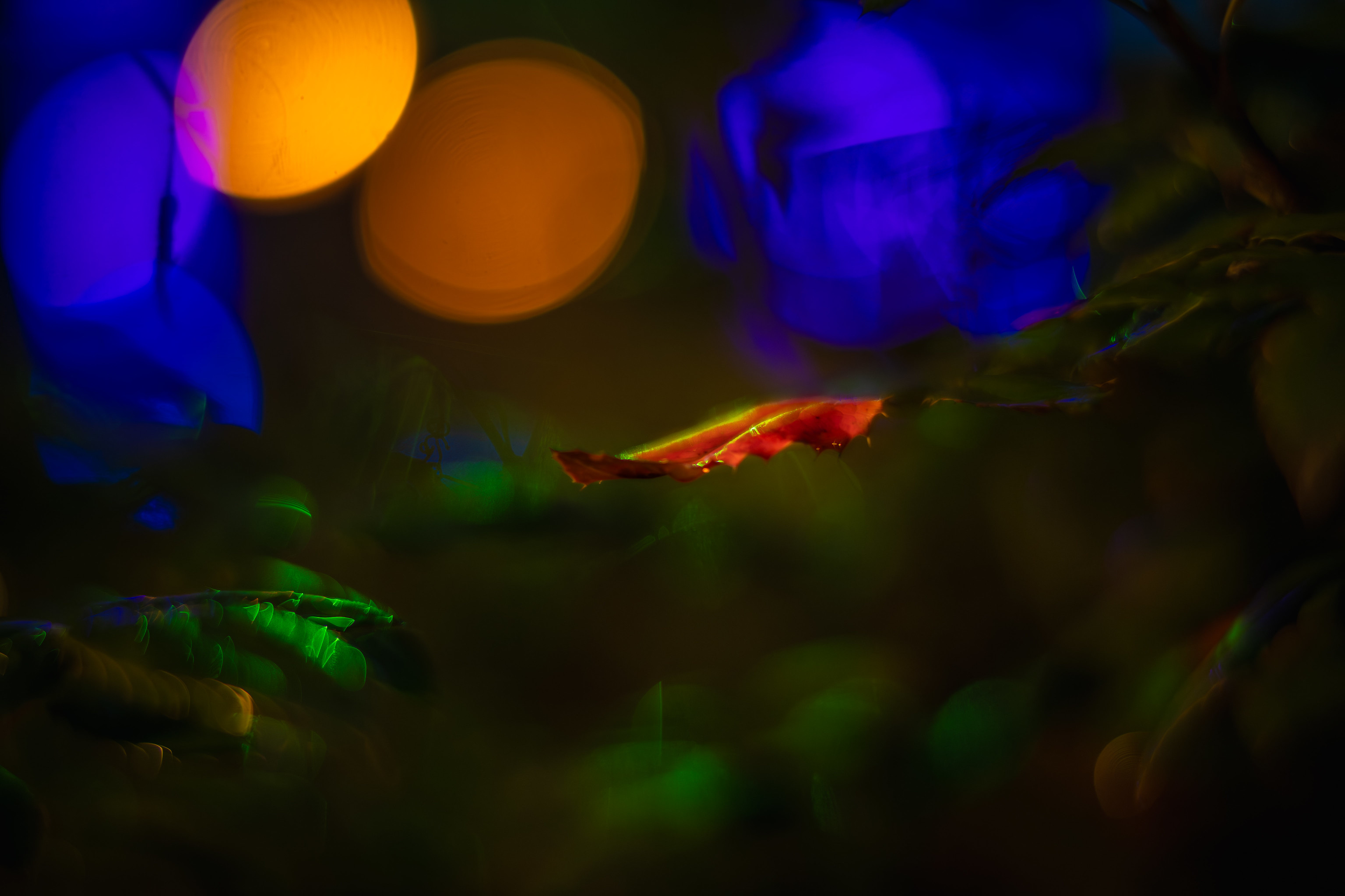 Name:  TTArtisan 50:0.95 ASPH Titanium 16.jpg
Hits: 46
Gre:  438,0 KB