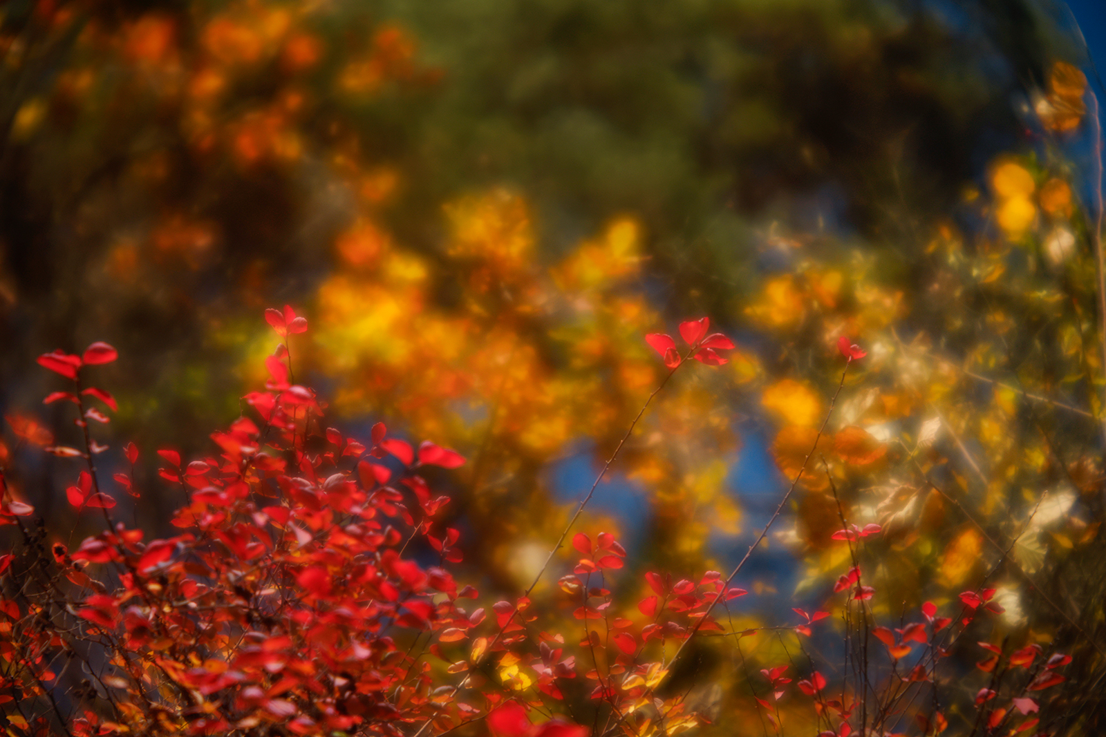 Name:  Correlar_80mm_639 Kopie.jpg
Hits: 11
Gre:  1,27 MB