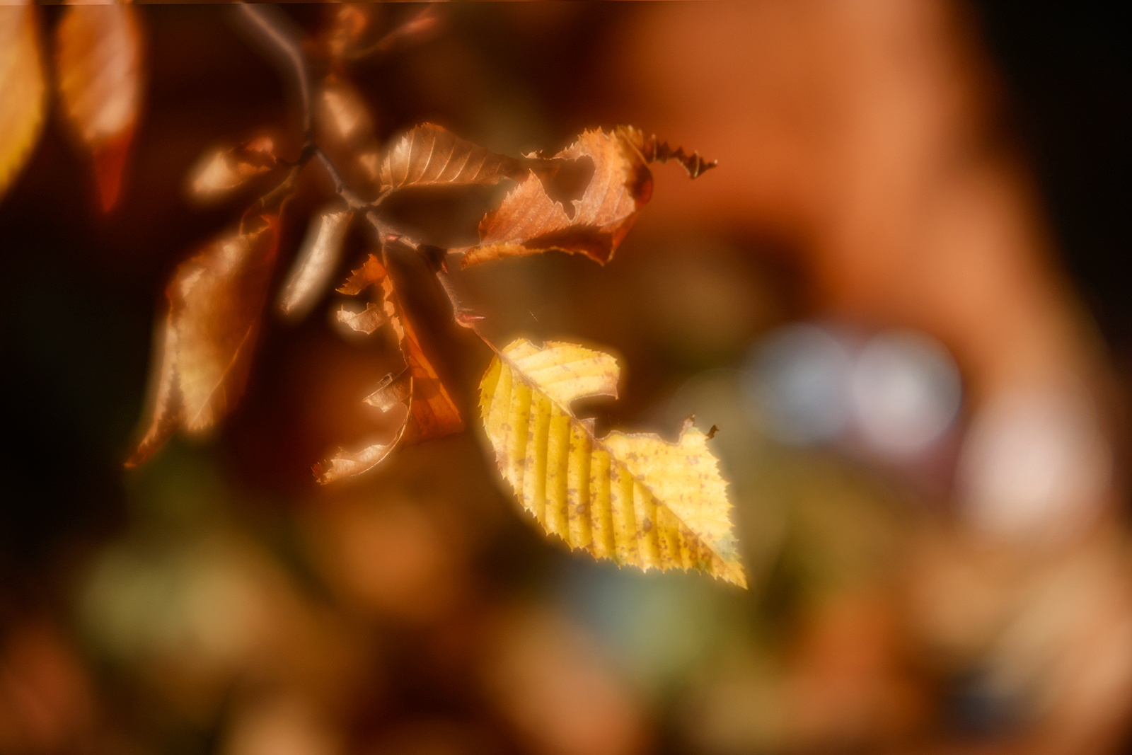 Name:  Correlar_80mm_Comparison2_Close.jpg
Hits: 11
Gre:  1,07 MB