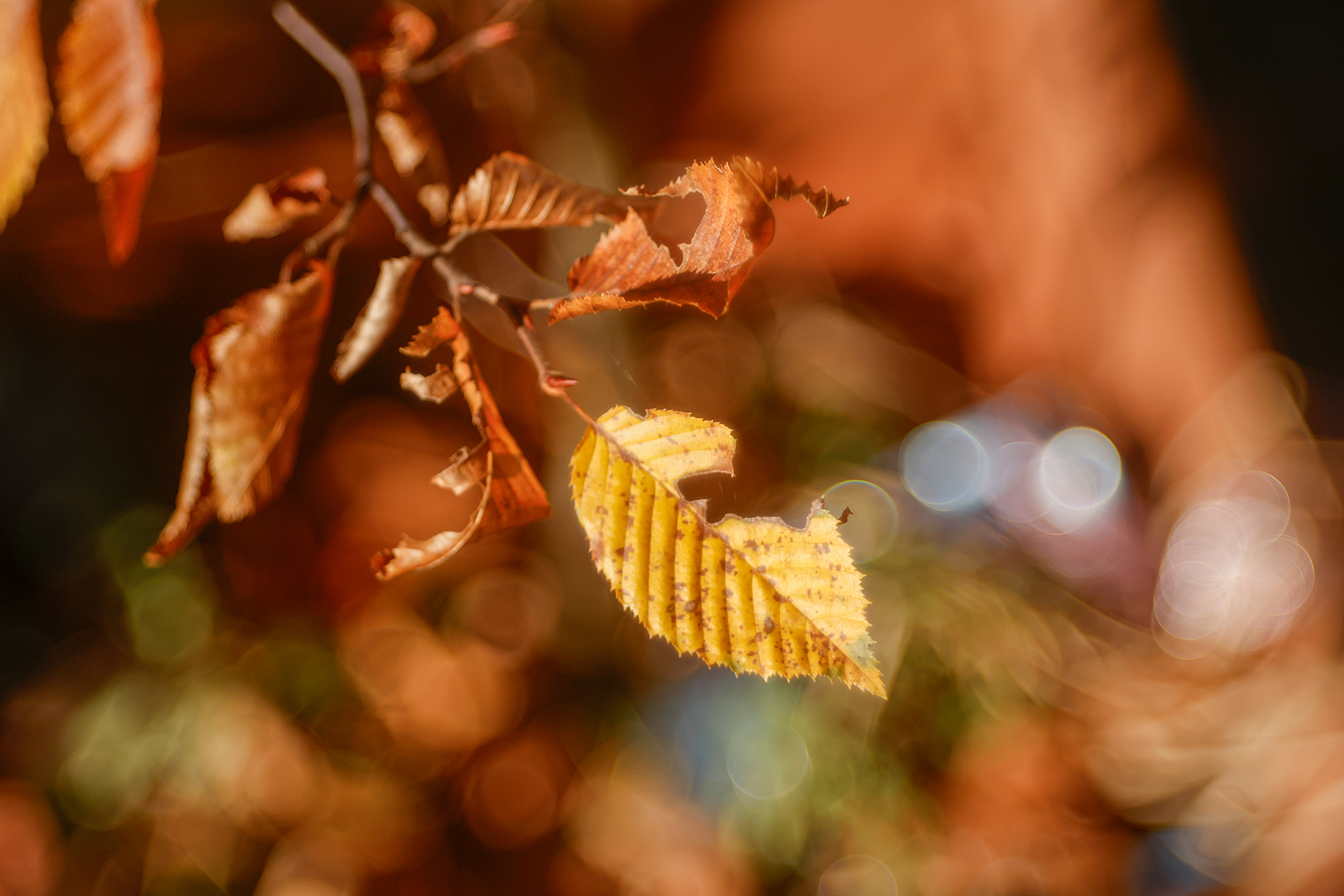 Name:  Correlar_80mm_Comparison2_Distance.jpg
Hits: 11
Gre:  1,12 MB