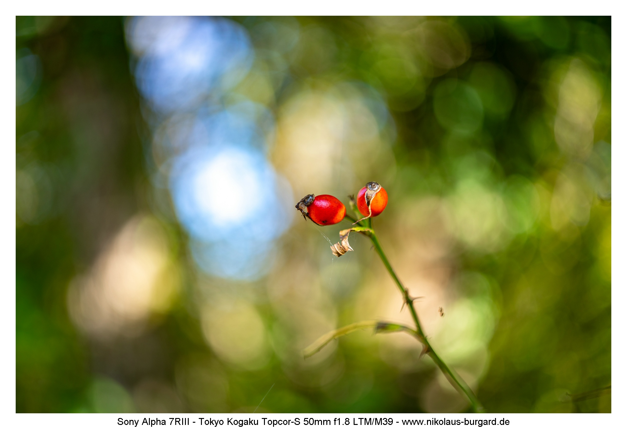 Name:  500kb_7R302666.jpg
Hits: 52
Gre:  484,2 KB