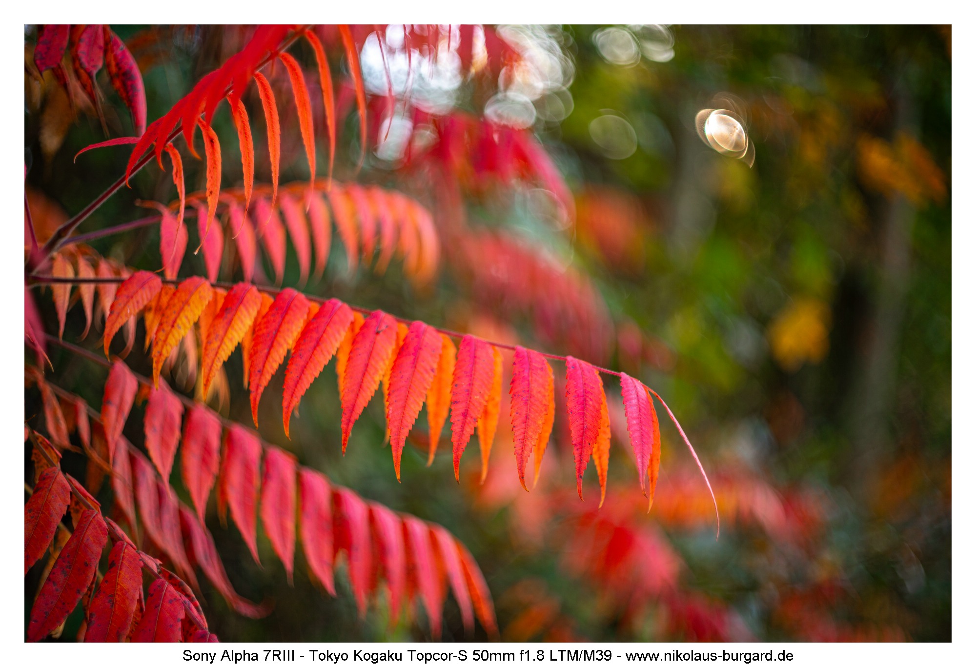 Name:  500kb_7R302661.jpg
Hits: 51
Gre:  486,4 KB