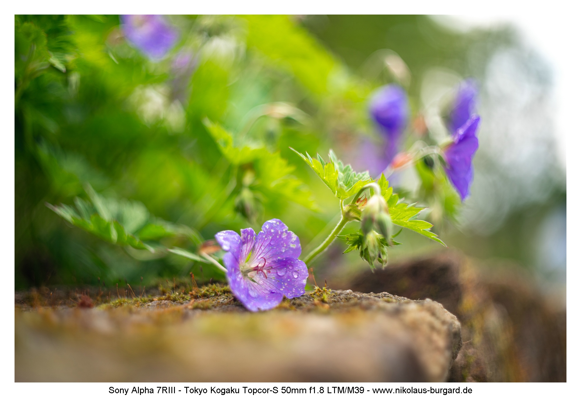 Name:  500kb_7R307203.jpg
Hits: 50
Gre:  446,6 KB