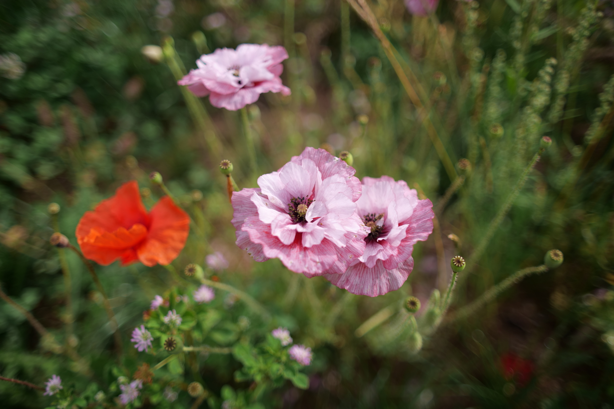 Name:  Konica UC Hexanon 28mm 18_Rosa Blume.JPG
Hits: 19
Gre:  1,37 MB