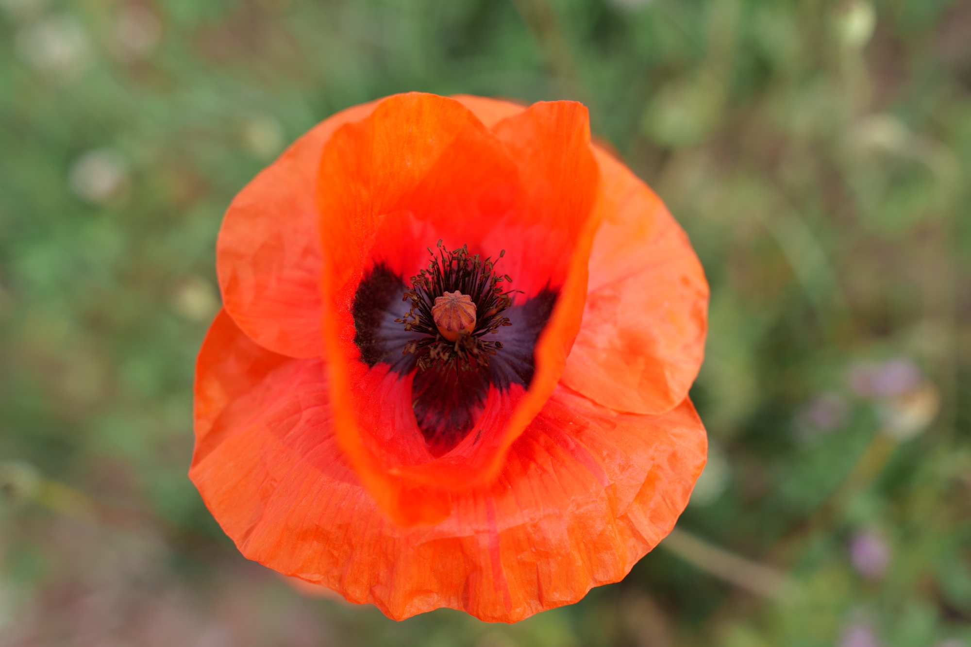 Name:  Konica UC Hexanon 28mm 1.JPG
Hits: 19
Gre:  1,26 MB