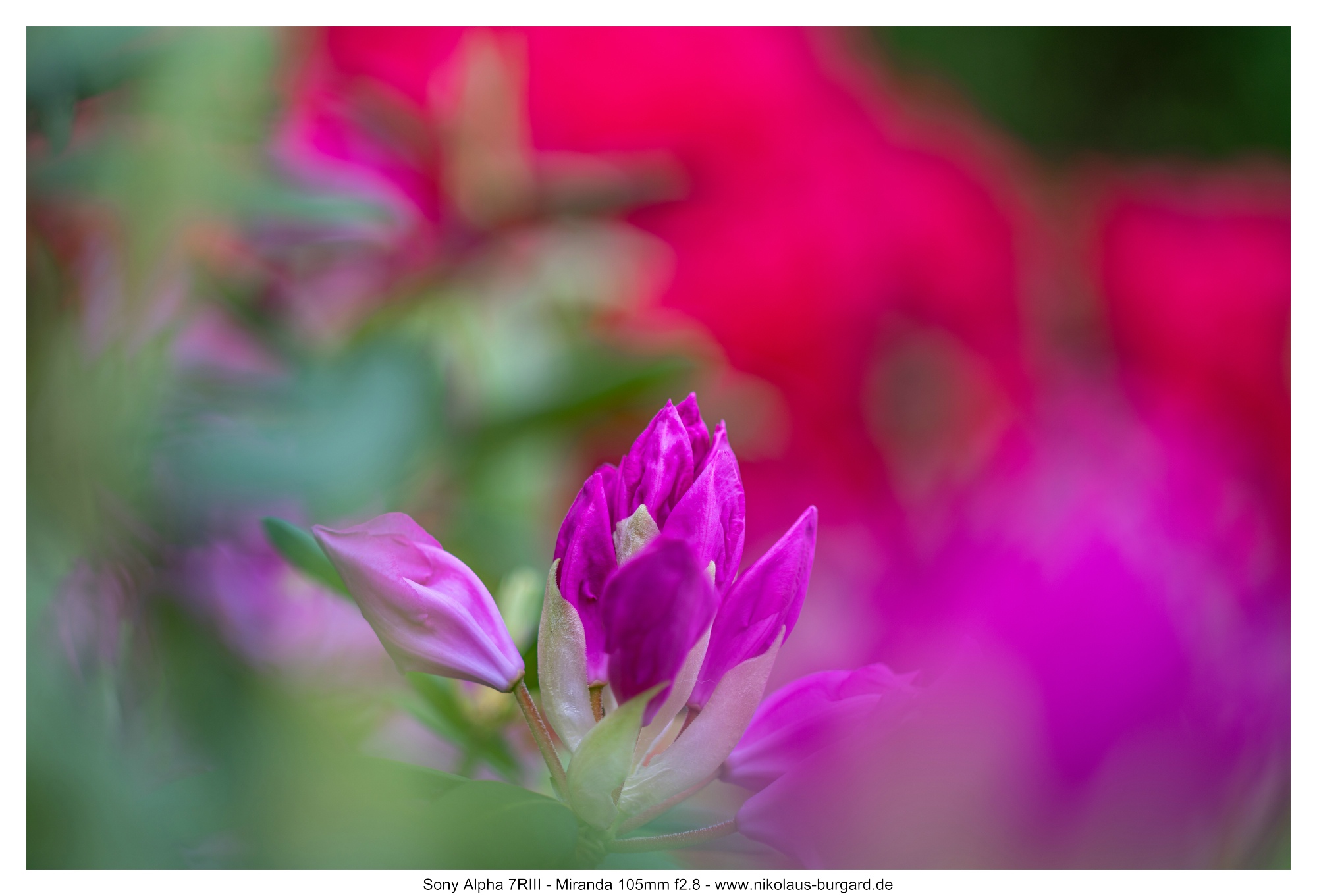 Name:  500kb_7R306924.jpg
Hits: 96
Gre:  458,7 KB