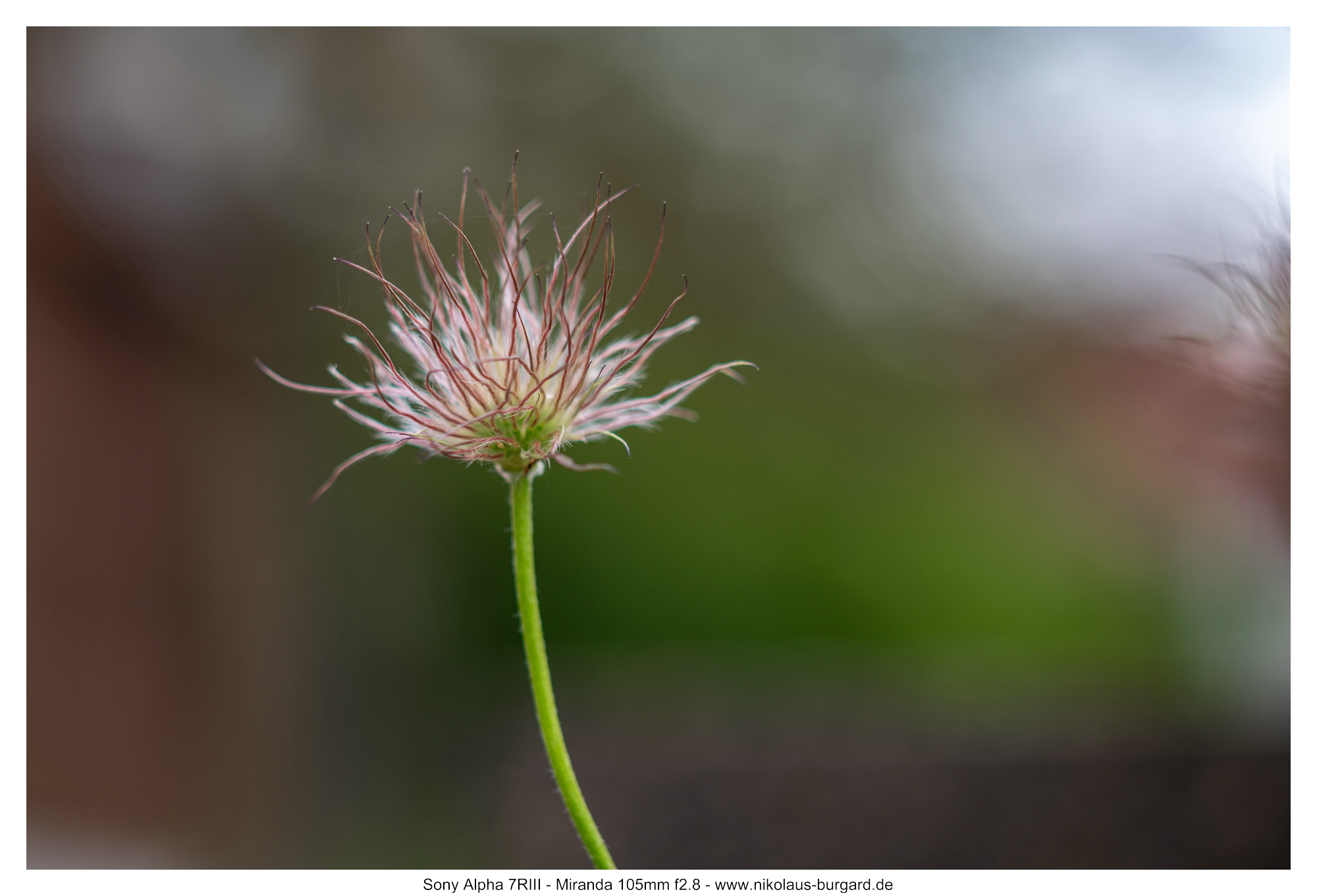 Name:  500kb_7R306931.jpg
Hits: 95
Gre:  483,2 KB