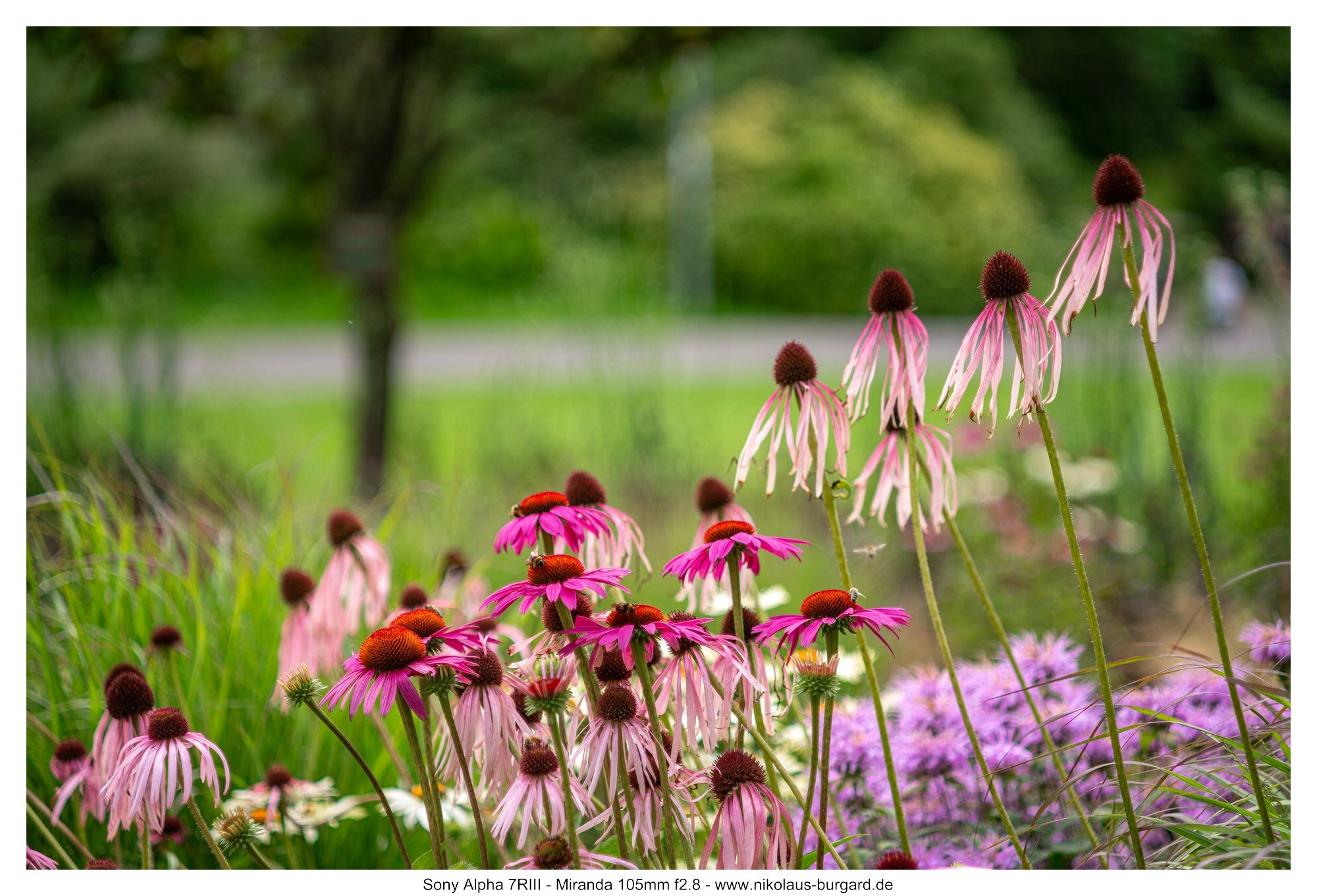 Name:  500kb_7R309510.jpg
Hits: 95
Gre:  493,6 KB