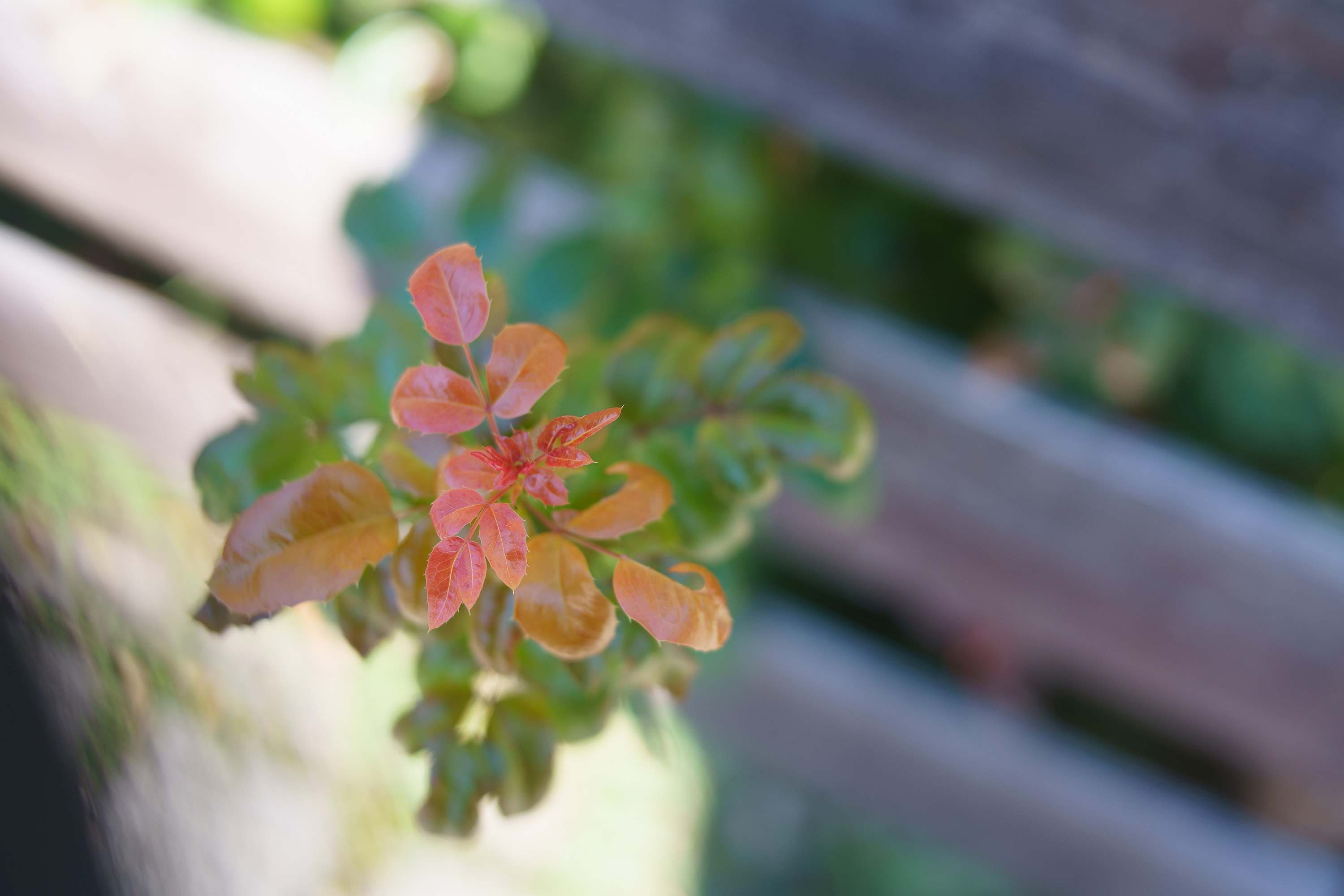 Name:  2021-09-18 SiSa mit Speedmaster 0.95 50 - _R_39244.jpg
Hits: 50
Gr��e:  176,5 KB