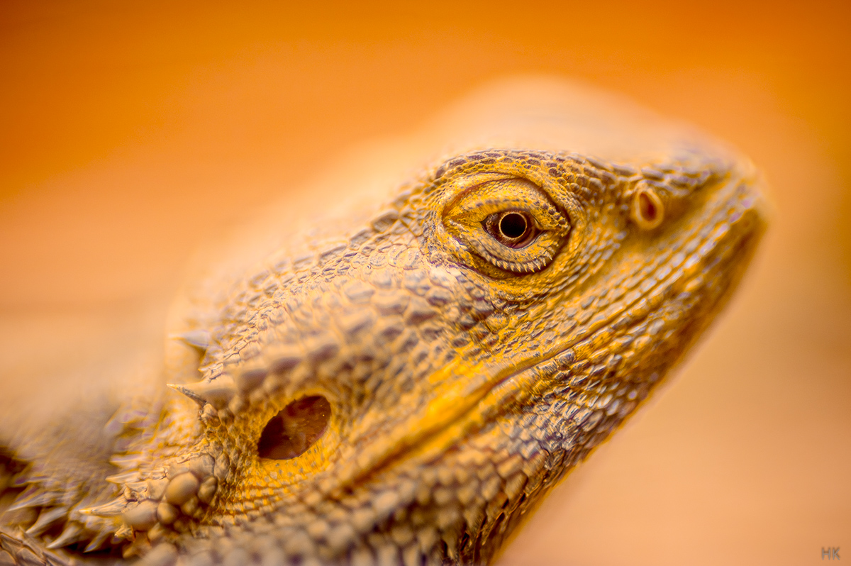 Name:  jml_dcc_2-1.jpg
Hits: 34
Gr��e:  471,2 KB