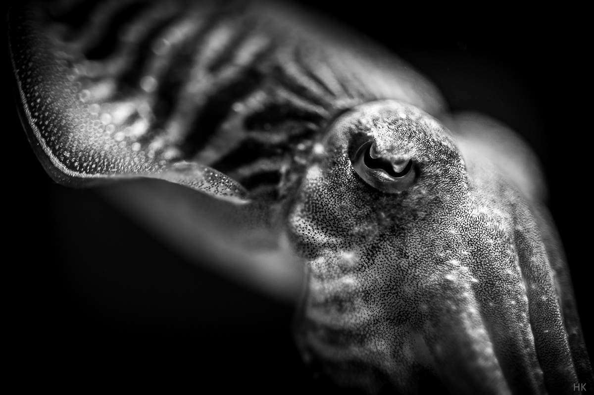 Name:  jml_dcc_2-2.jpg
Hits: 34
Gr��e:  295,6 KB