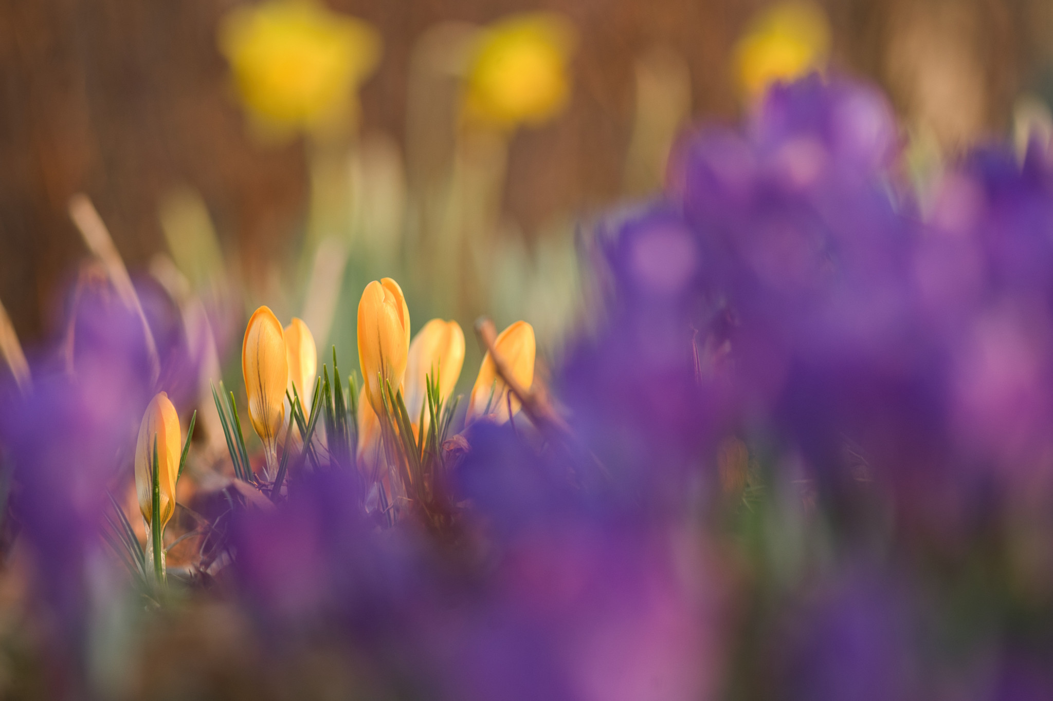 Name:  skal6_3.jpg
Hits: 40
Gr��e:  313,4 KB