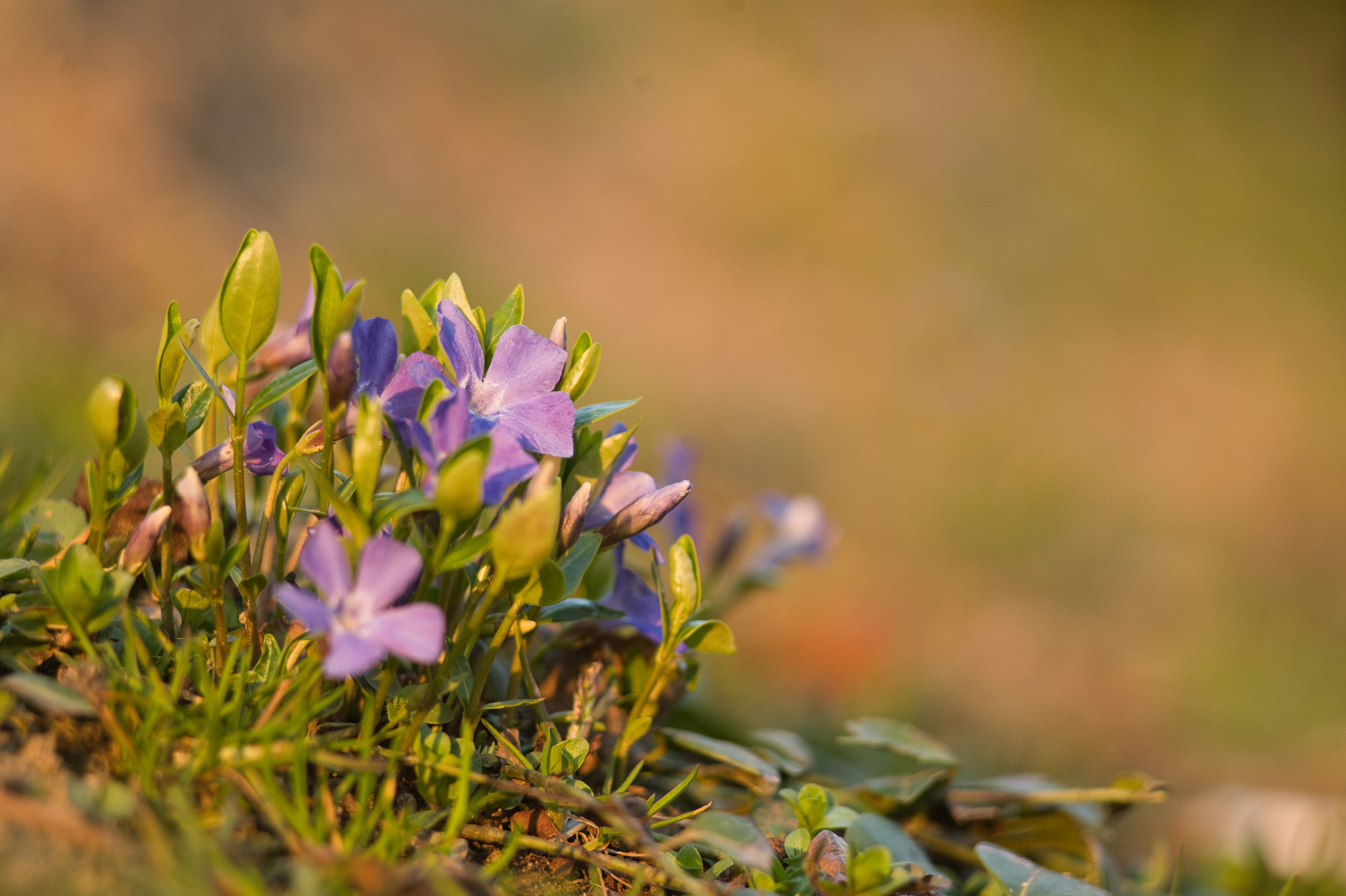 Name:  skal6_6.jpg
Hits: 40
Gr��e:  457,7 KB