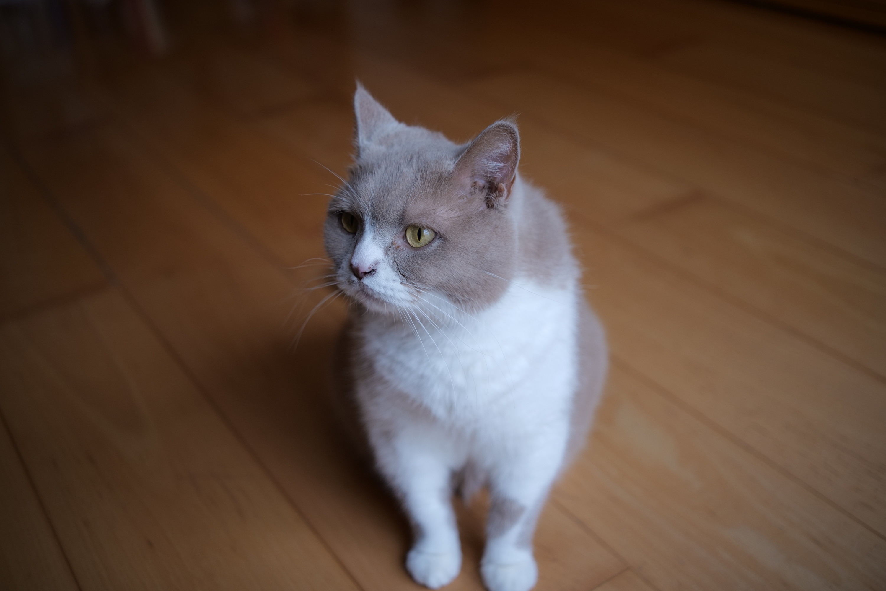 Name:  Voigtlaender Color Skoparex 35mm 2.8_0001.JPG
Hits: 14
Gr��e:  511,2 KB