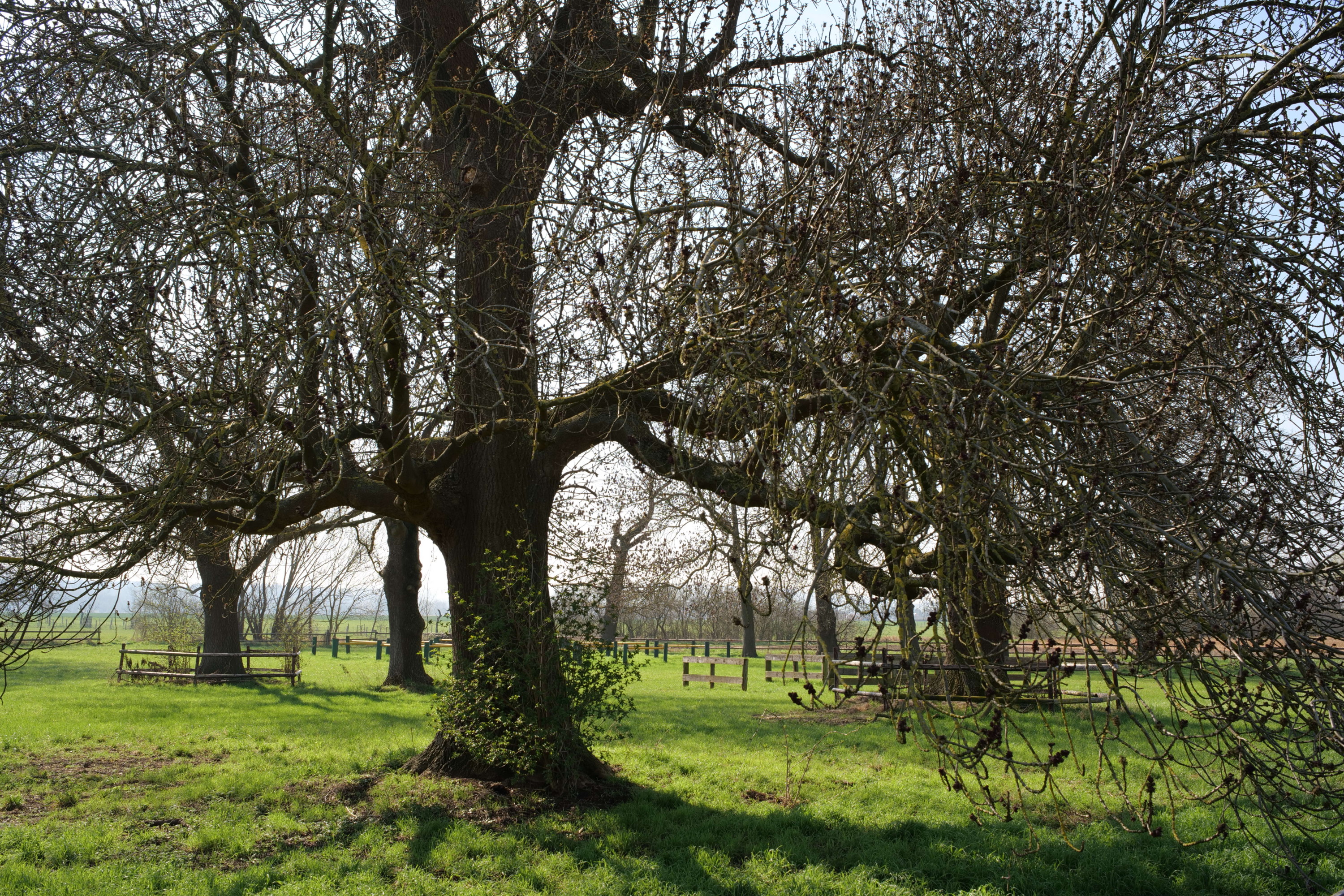 Name:  Voigtlaender Color Skoparex 35mm 2.8_0004.JPG
Hits: 14
Gr��e:  2,88 MB