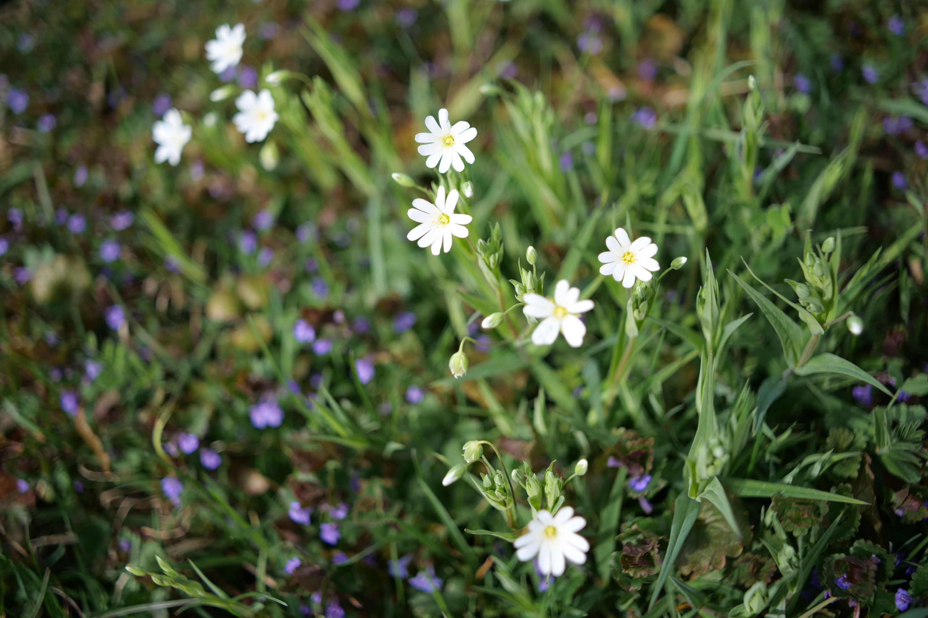 Name:  Voigtlaender Color Skoparex 35mm 2.8_0005.JPG
Hits: 14
Gr��e:  852,9 KB