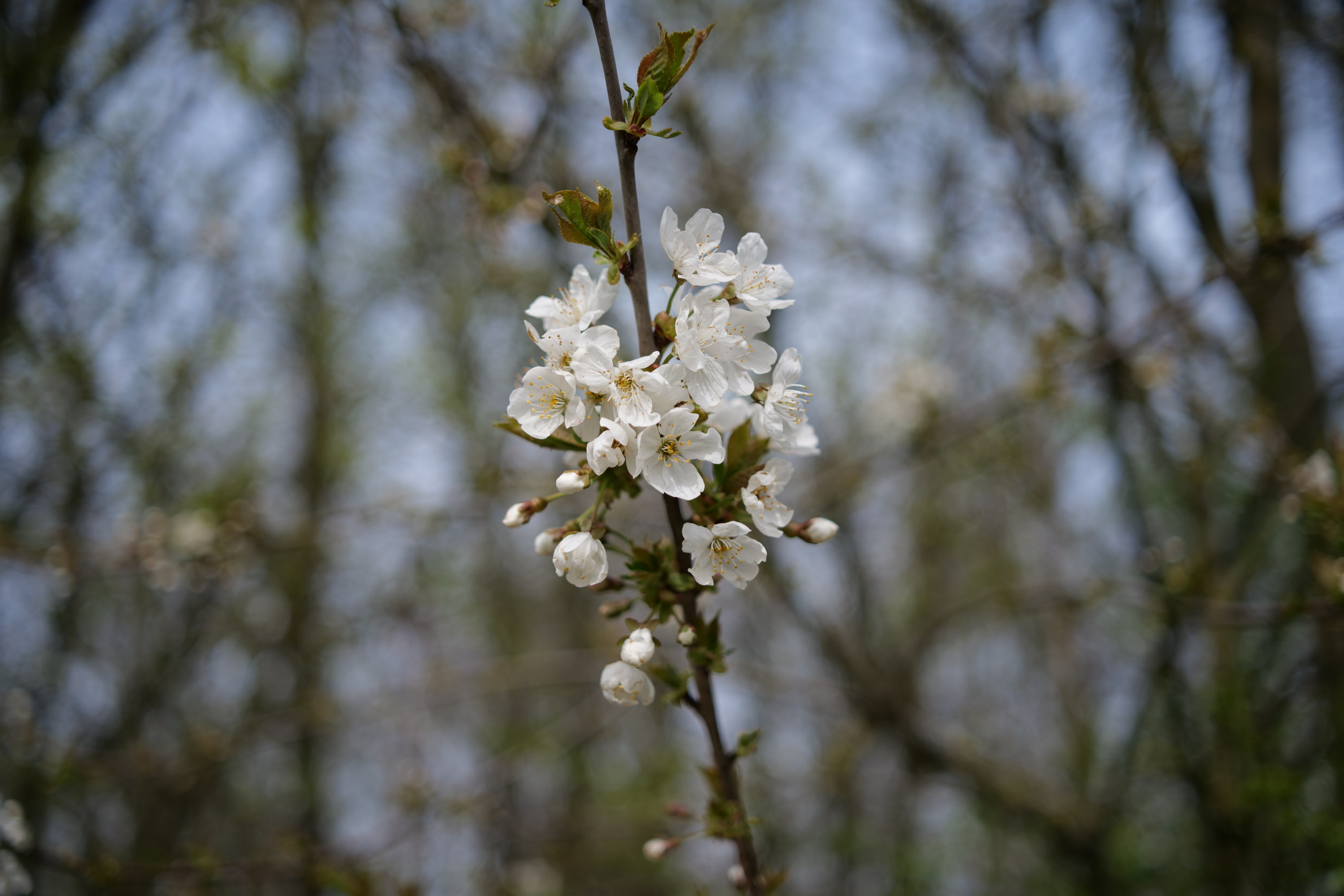 Name:  Voigtlaender Color Skoparex 35mm 2.8_0006.JPG
Hits: 14
Gr��e:  600,2 KB