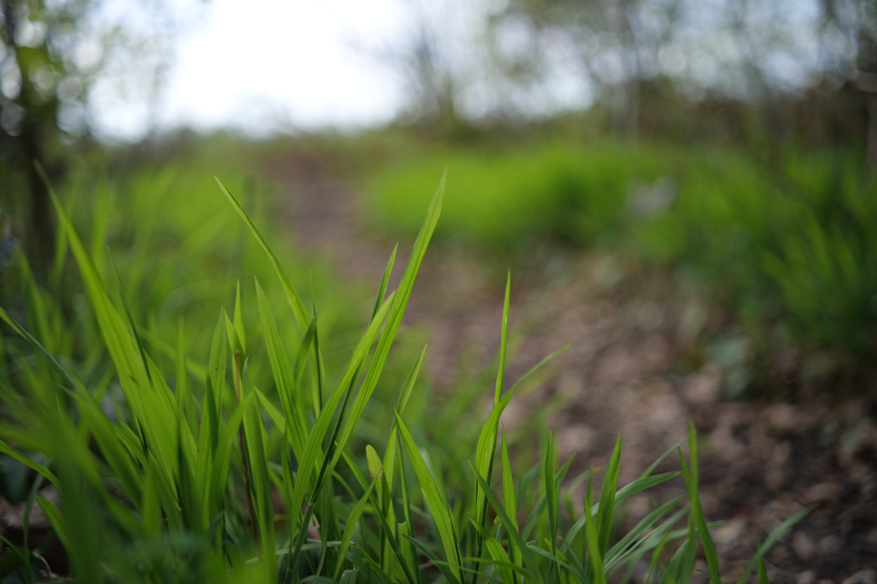 Name:  Voigtlaender Color Skoparex 35mm 2.8_0007.JPG
Hits: 14
Gr��e:  584,3 KB