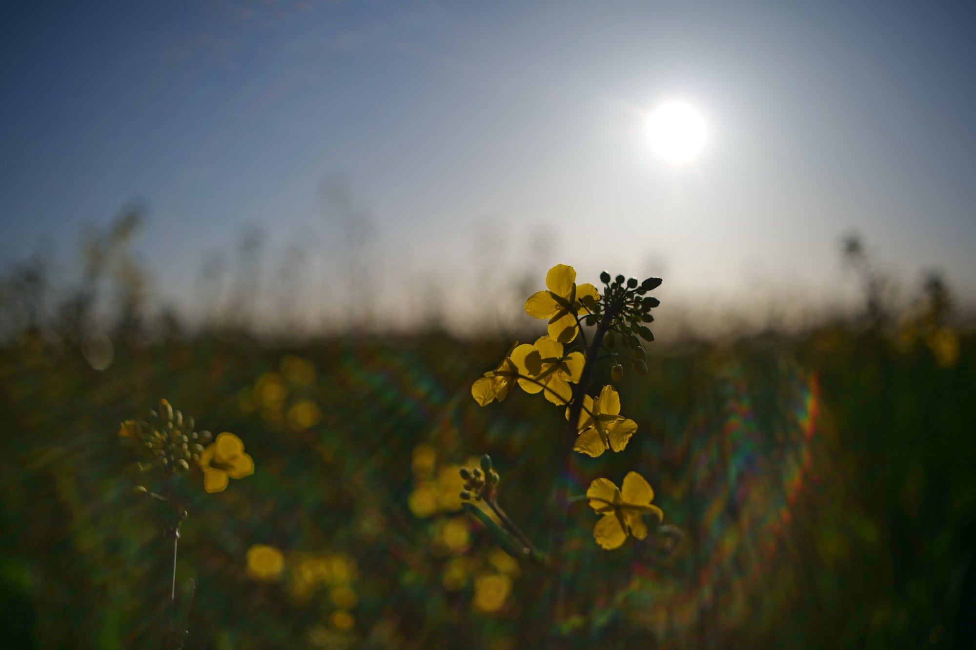 Name:  Voigtlaender Color Skoparex 35mm_Raps.JPG
Hits: 14
Gr��e:  268,0 KB