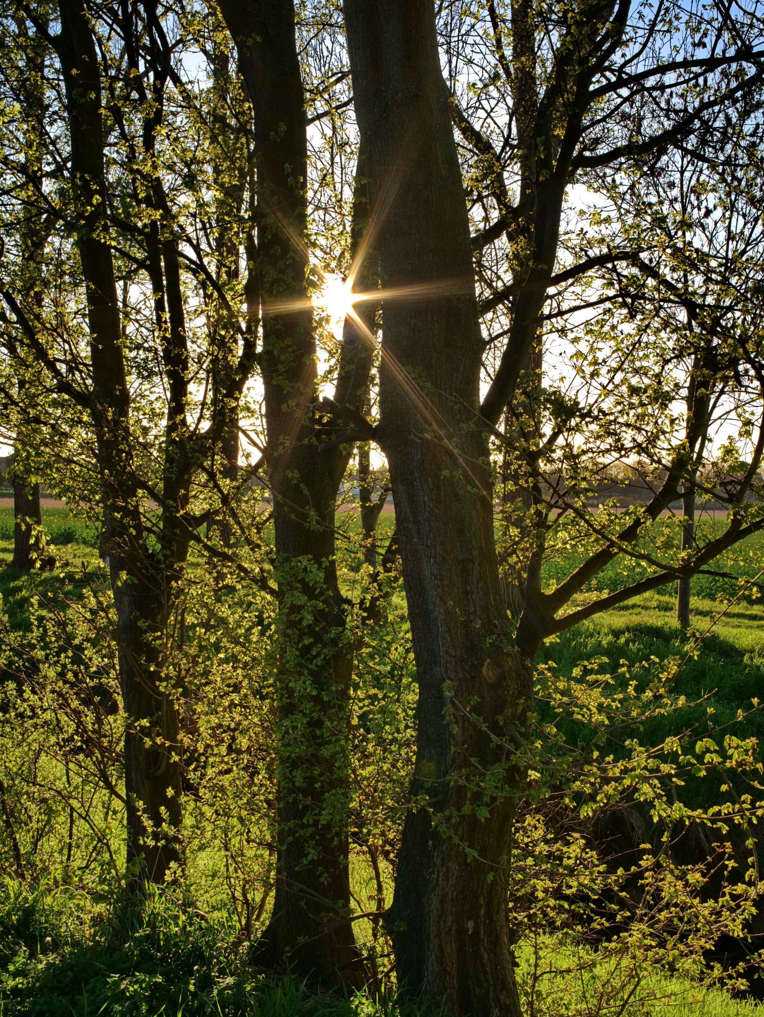 Name:  Voigtlaender Color Skoparex 35mm_Gegenlicht.JPG
Hits: 13
Gr��e:  1,53 MB