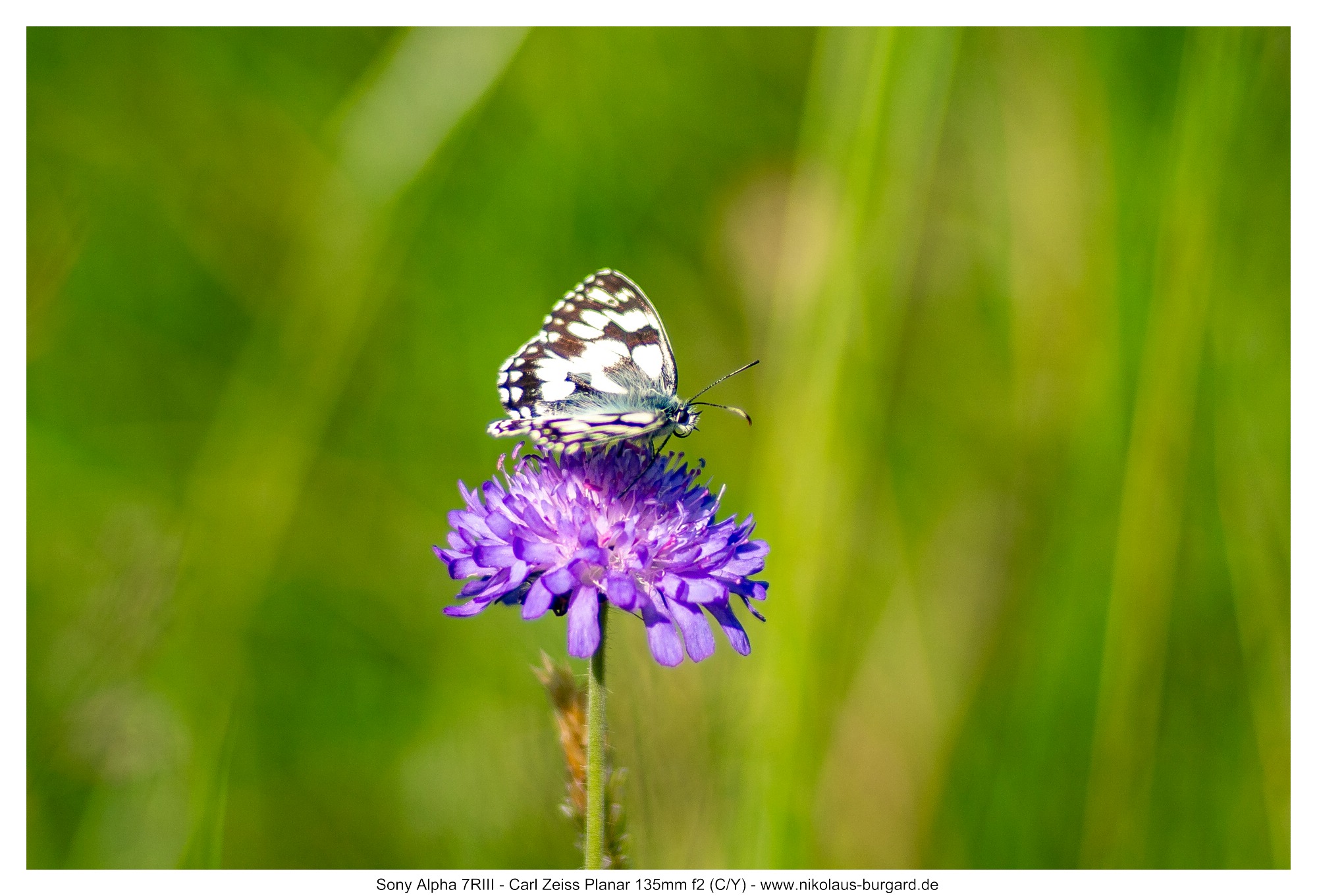 Name:  500kb_7R307355.jpg
Hits: 18
Gr��e:  499,1 KB