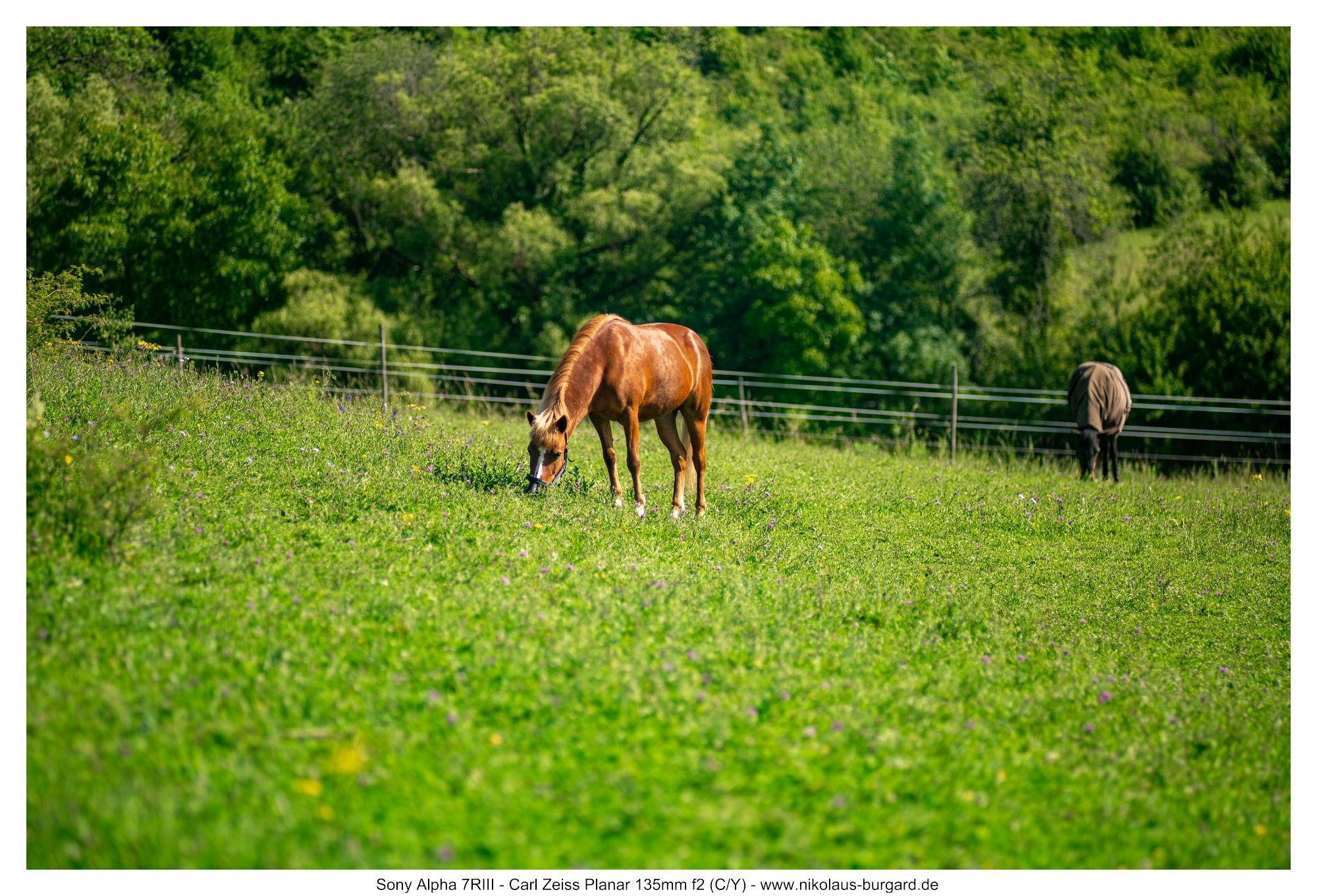 Name:  500kb_7R307344.jpg
Hits: 19
Gr��e:  494,0 KB