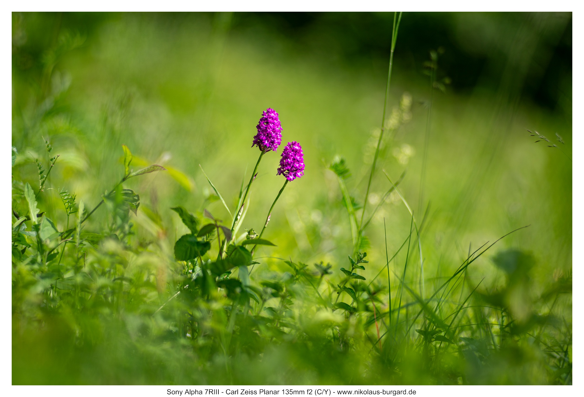 Name:  500kb_7R307347.jpg
Hits: 19
Gr��e:  467,7 KB