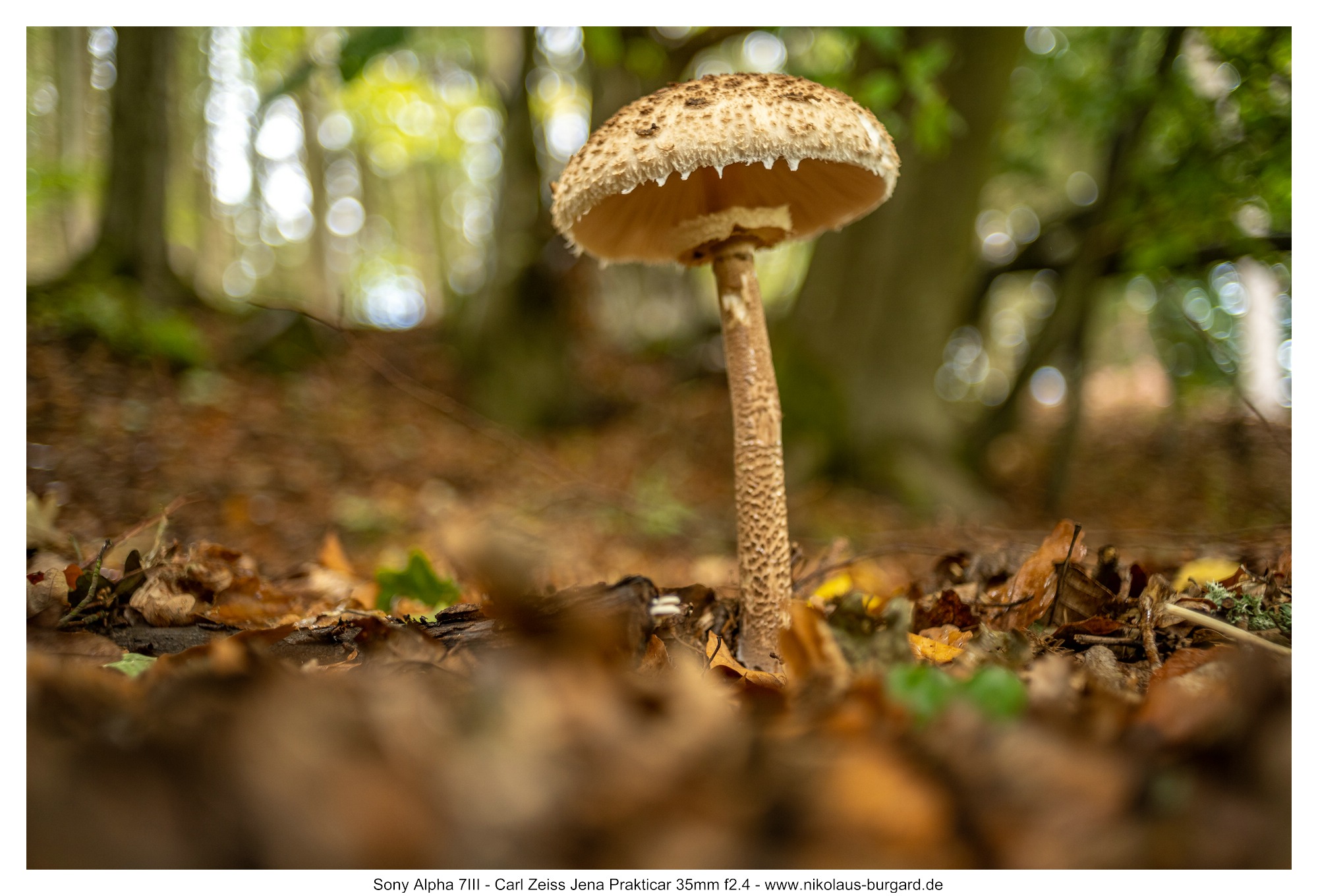 Name:  500kb_DSC04407.jpg
Hits: 38
Gr��e:  459,8 KB
