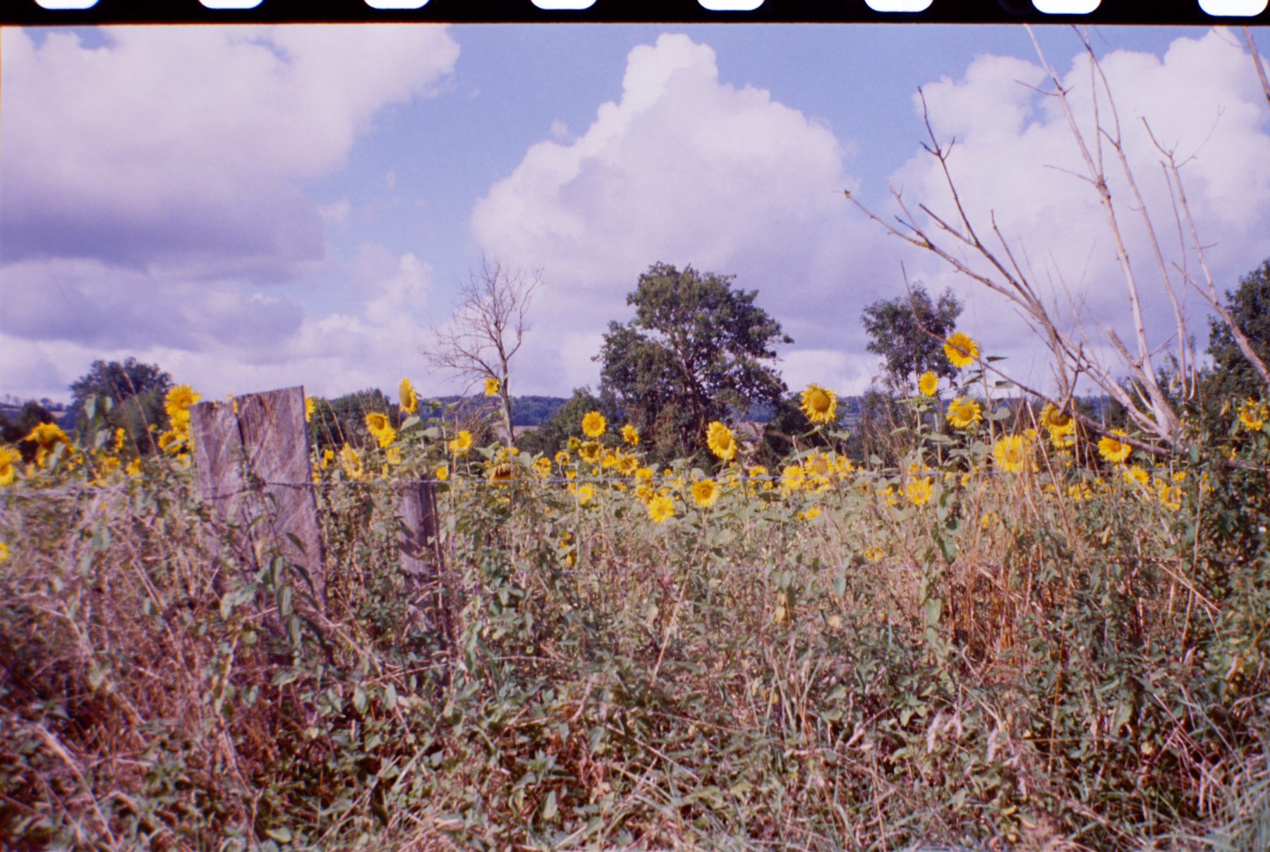 Name:  Sonnenblumen_Sommer_2025*.jpg
Hits: 24
Gr��e:  2,52 MB