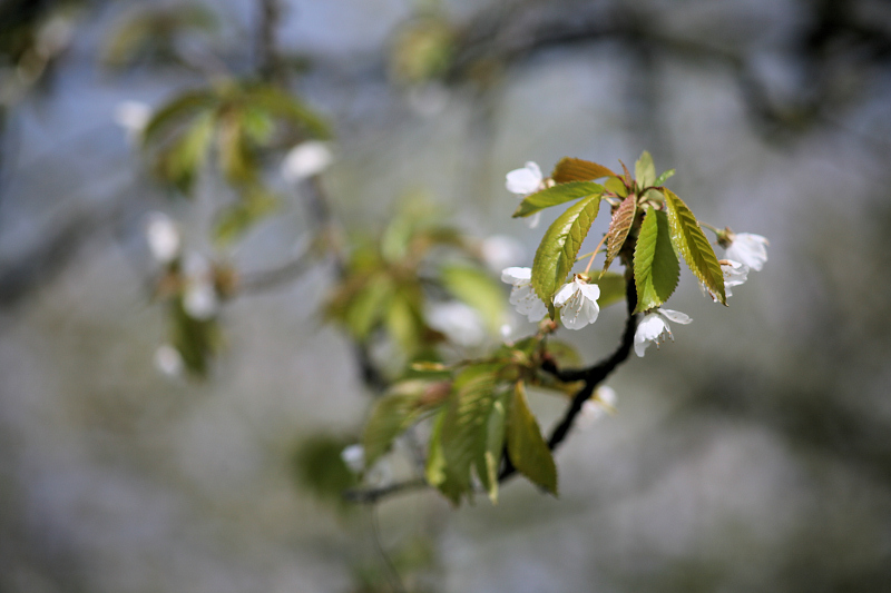 Name:  IMG_2453 Minolta MD 3,5-135 .JPG
Hits: 966
Gre:  218,7 KB