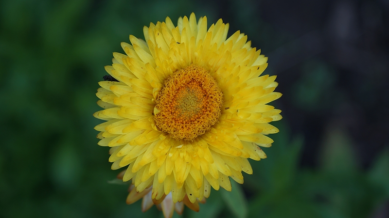 Name:  strohblume.jpg
Hits: 2485
Gre:  271,5 KB