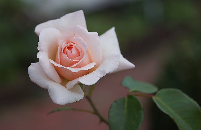Name:  rose.jpg
Hits: 2576
Gre:  218,7 KB