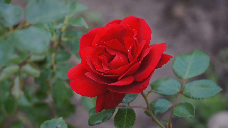 Name:  rose-2.jpg
Hits: 2381
Gre:  258,5 KB