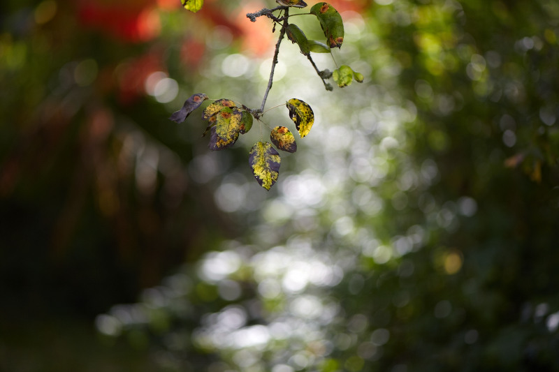 Name:  Zuiko90-Bokeh.jpg
Hits: 1320
Gre:  92,9 KB