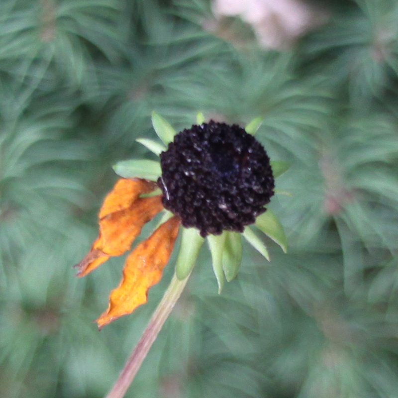 Name:  IMG_3914_2,8_crop.JPG
Hits: 409
Gre:  415,7 KB