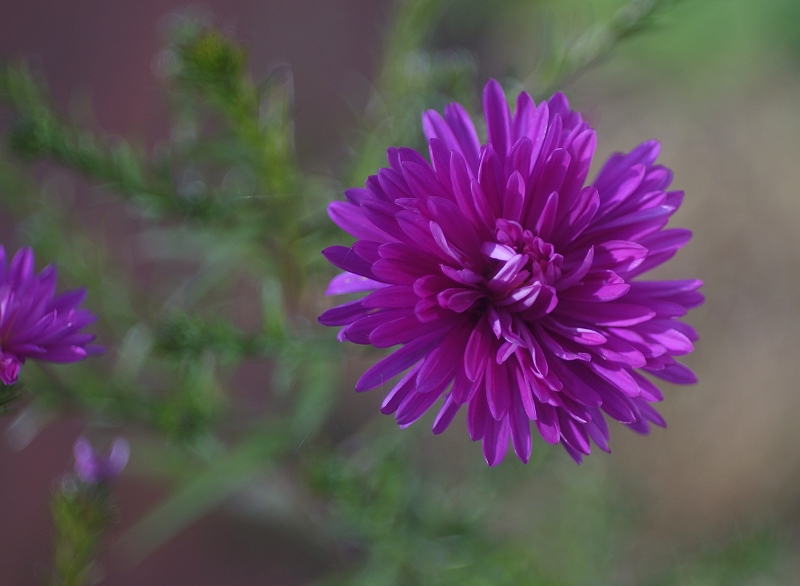 Name:  aster.jpg
Hits: 949
Gre:  287,6 KB