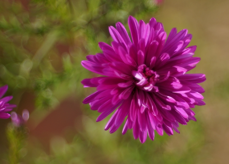 Name:  aster2.jpg
Hits: 914
Gre:  293,5 KB