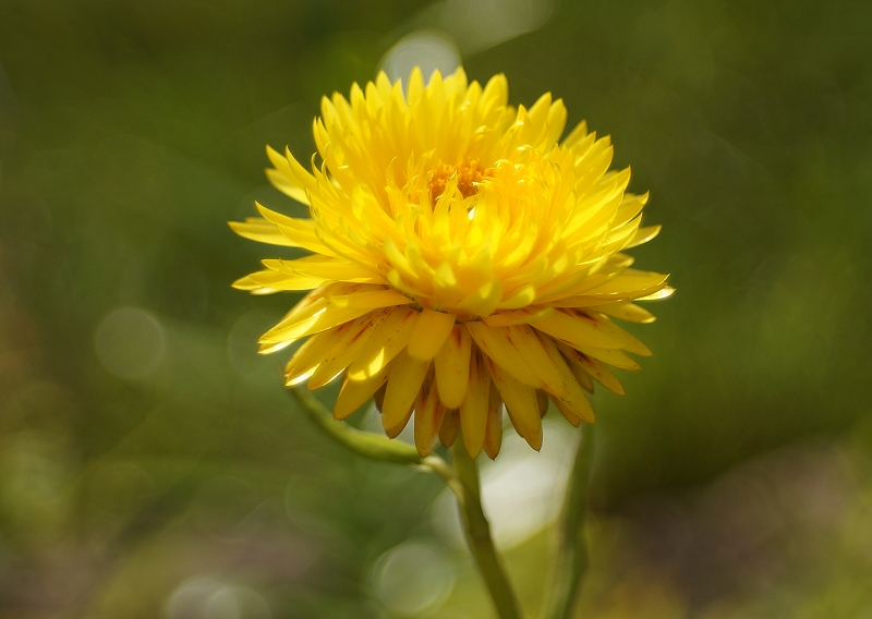Name:  strohblume.jpg
Hits: 929
Gre:  263,7 KB