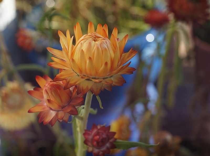 Name:  strohblume.jpg
Hits: 718
Gre:  25,6 KB