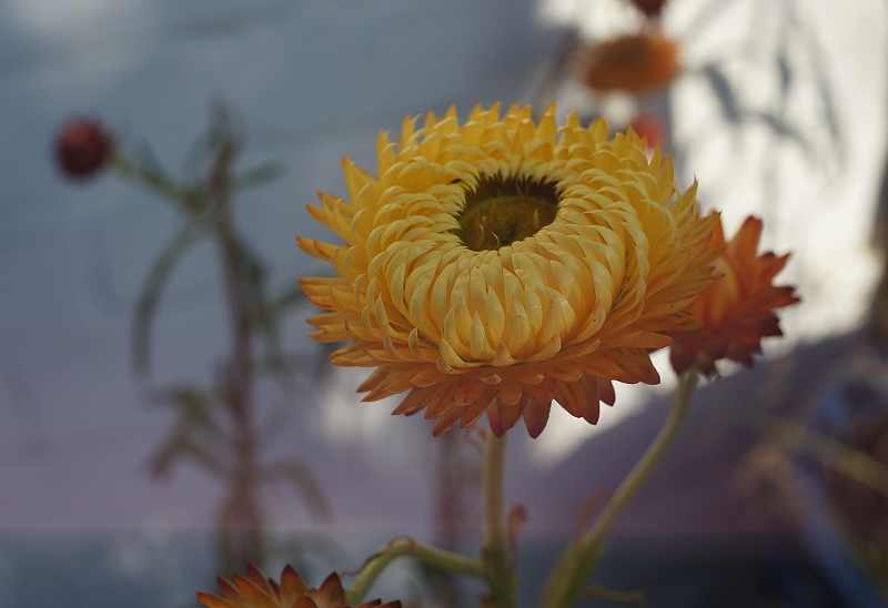 Name:  strohblume-2.jpg
Hits: 710
Gre:  20,2 KB