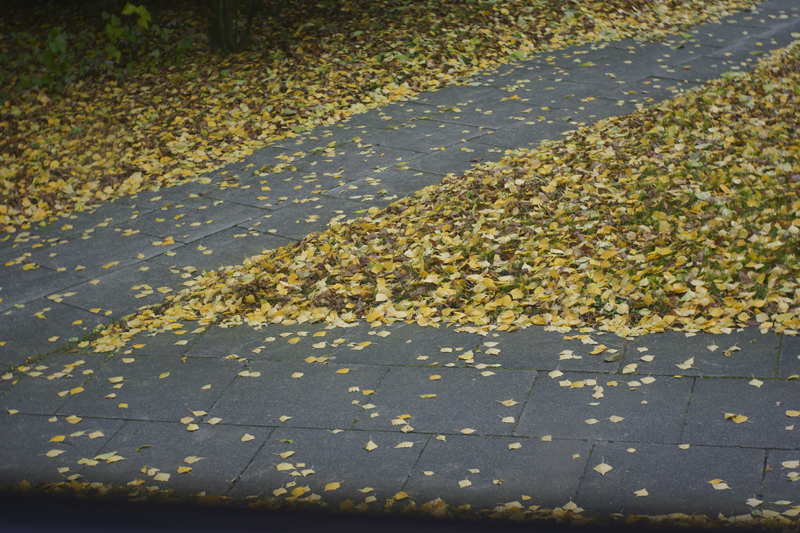 Name:  _DSC3655Wilon f4.5 1-80 .jpg
Hits: 1157
Gre:  578,0 KB