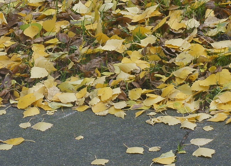 Name:  _DSC3655Wilon f4.5 1-80 crop100 .jpg
Hits: 1130
Gre:  586,1 KB