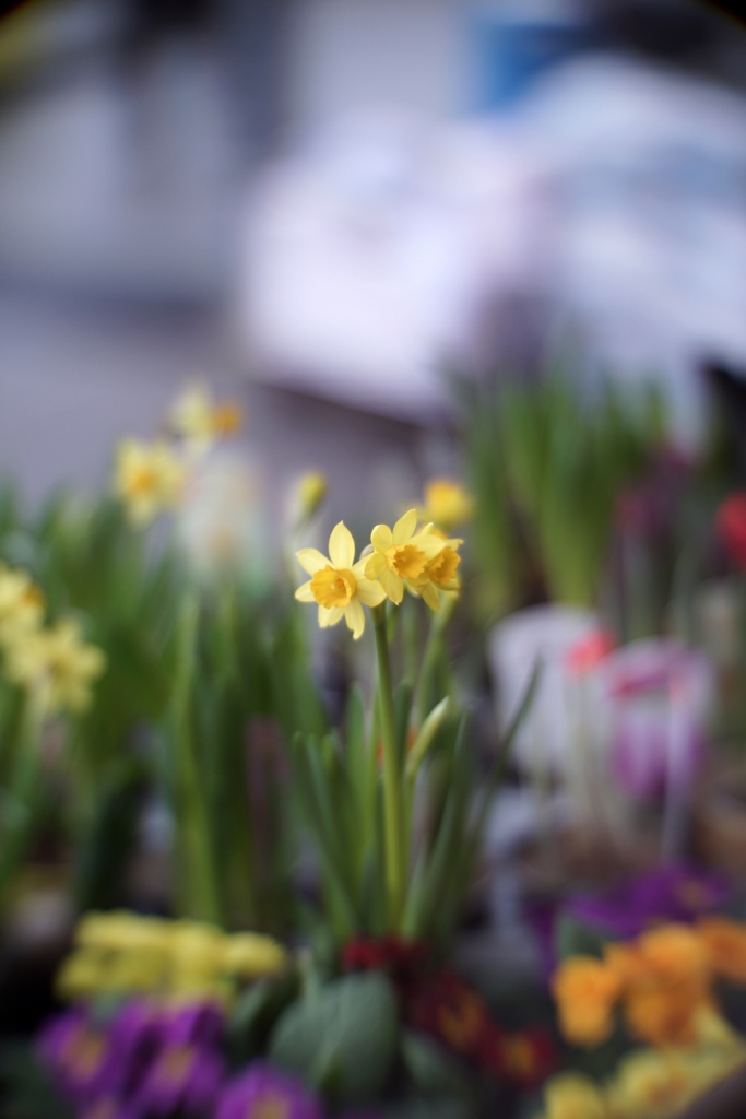Name:  bokeh-blumen2.jpg
Hits: 1328
Gre:  107,6 KB